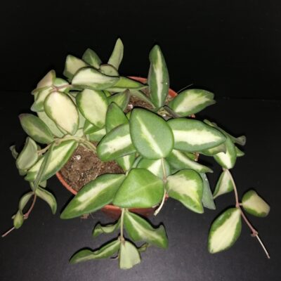 Hoya burtoniae  variegata, Kloppenburg,  Hoya DS-70 variegata