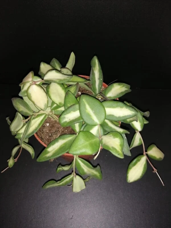 Hoya Meredithii, foto 6