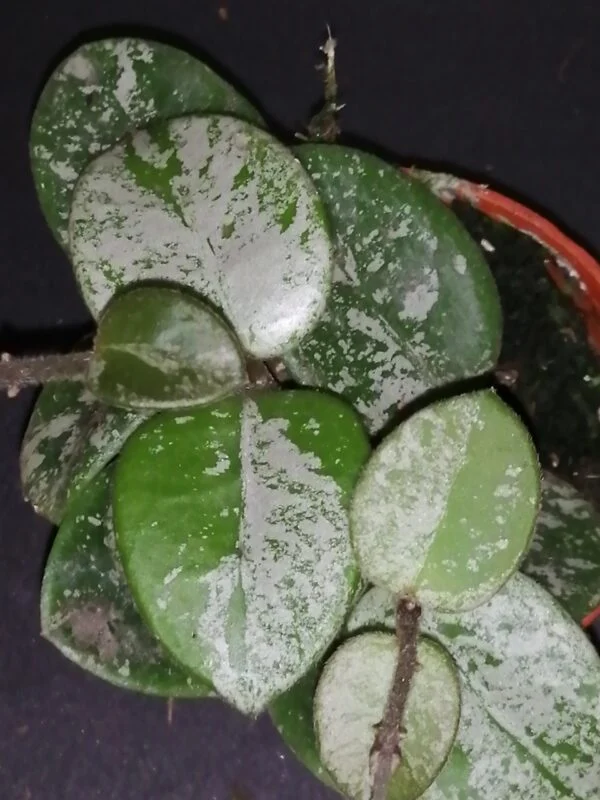 Hoya meredithii, foto 7