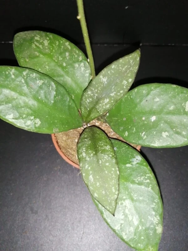 Hoya meredithii, foto 9