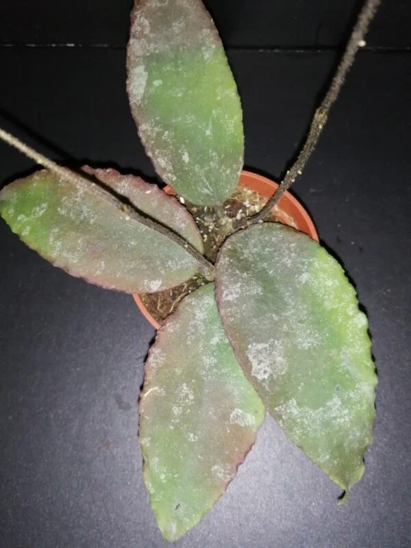 Hoya meredithii, foto 12