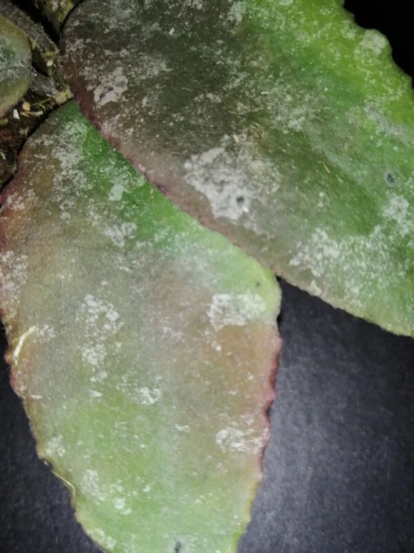 Hoya caudata, foto 2