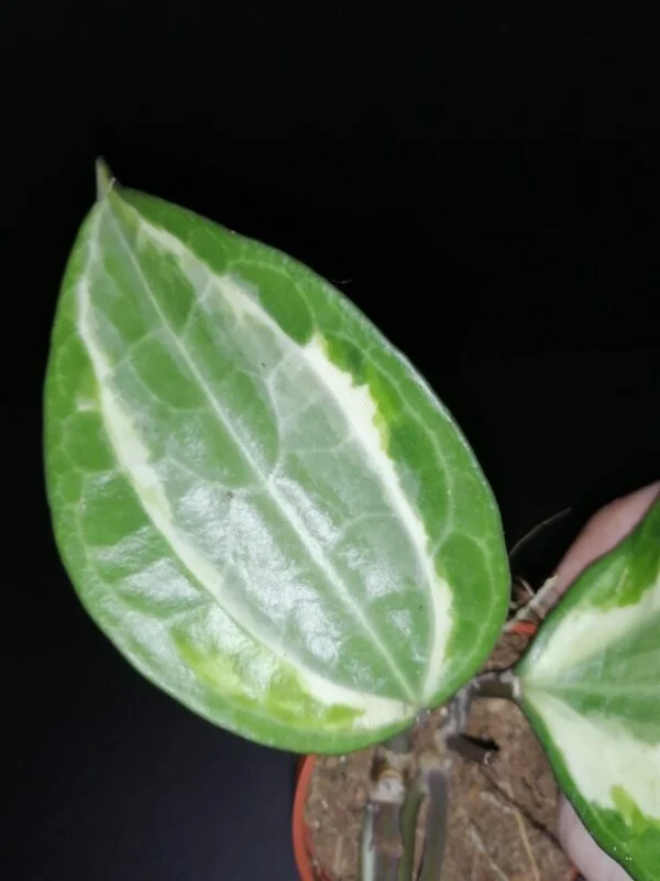 Hoya meredithii, foto 15