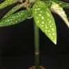 Begonia Tamaya (albopicta var. rosea), pianta da interno e da esterno