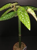 Begonia Tamaya  (albo-picta var. rosea)