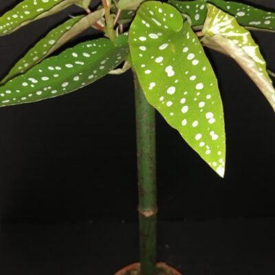 Begonia Tamaya  (albo-picta var. rosea)