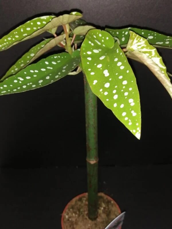 Begonia Tamaya (albopicta var. rosea), pianta da interno e da esterno