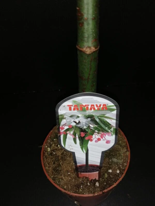 Begonia Tamaya (albopicta var. rosea), foto 3