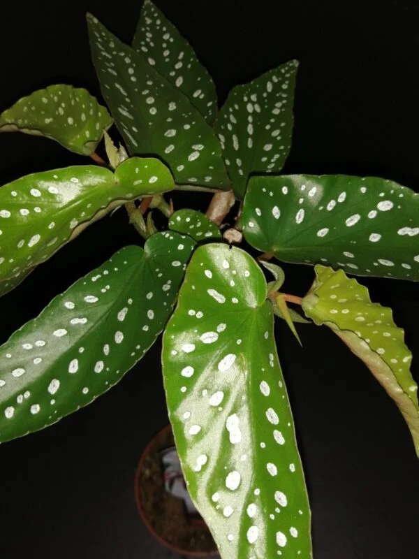 Begonia Tamaya (albopicta var. rosea), foto 2