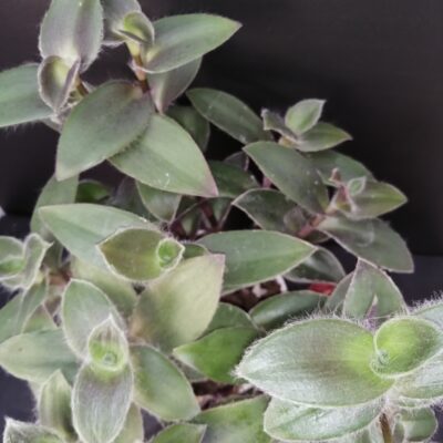 Tradescantia pallida Pale Puma