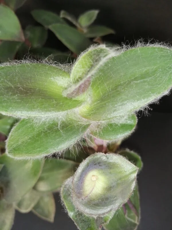 Tradescantia pallida Pale Puma, foto 3
