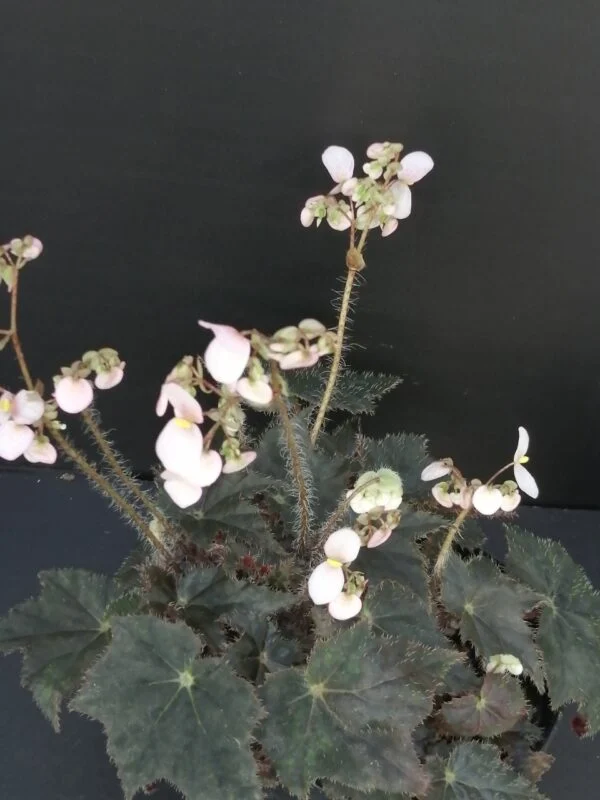 Begonia 'Joe Hayden', foto 3