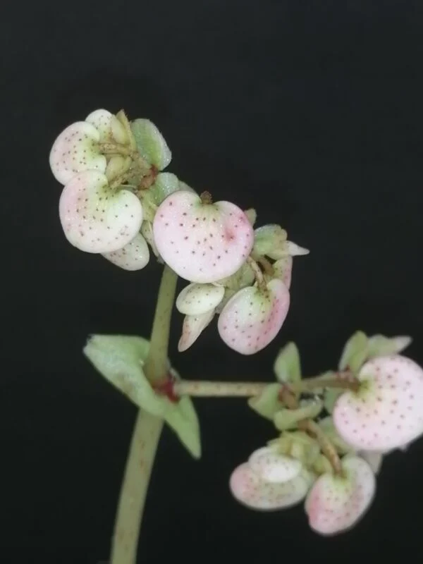 Begonia Lima Love Beleaf, foto 5