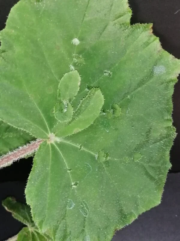 Begonia hispida var. cucullifera, foto 4