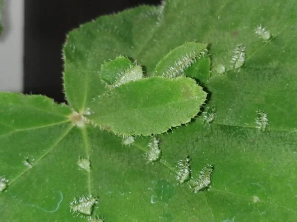 Begonia hispida var. cucullifera, foto 3