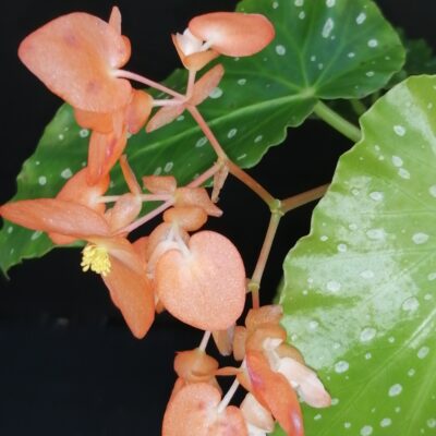 Begonia 'Orange Rubra'
