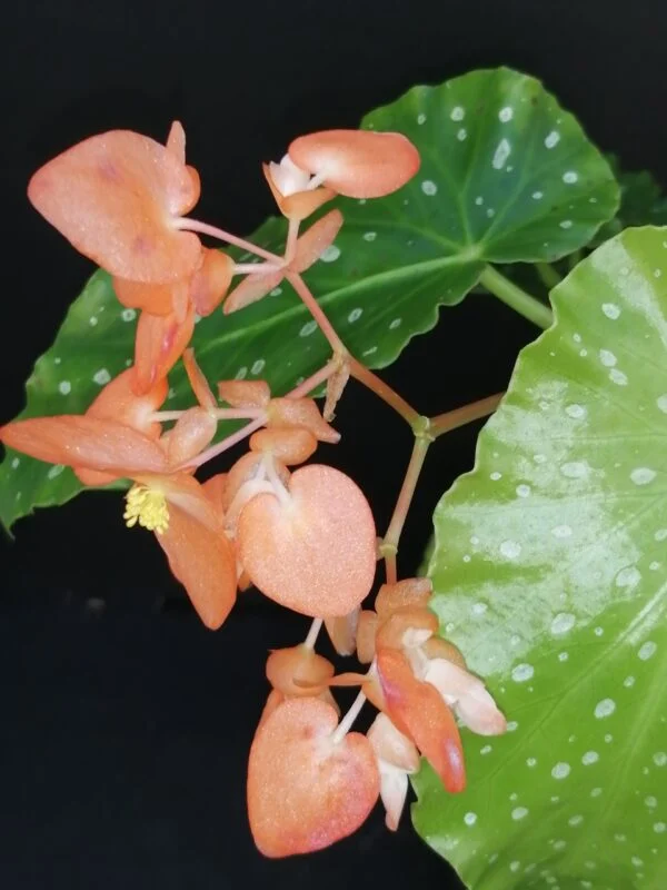 Begonia 'Orange Rubra', pianta da interno