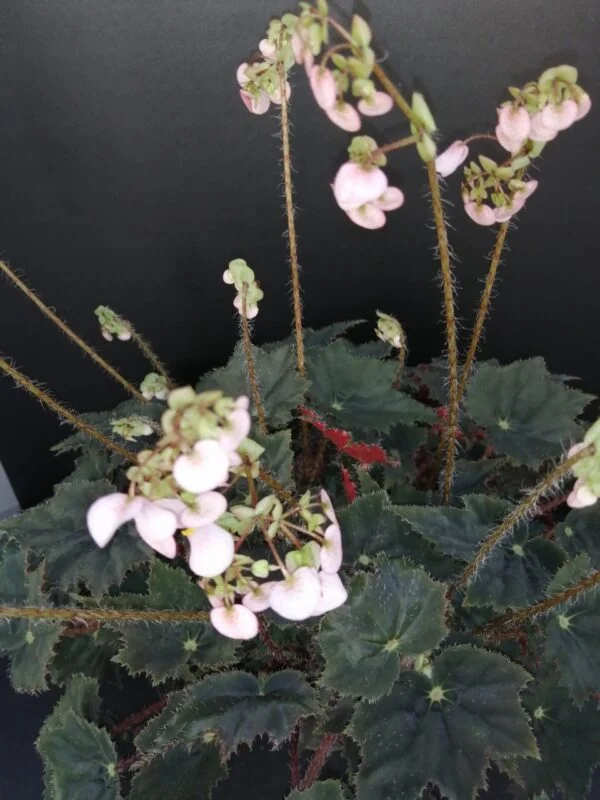 Begonia Calimero, foto 5