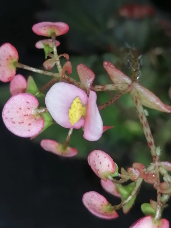 Begonia Pink Heart, foto 5