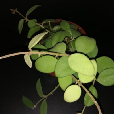 Hoya nummularioides