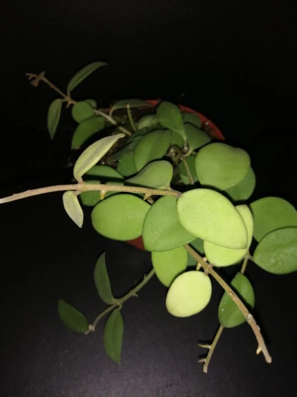 Hoya nummularioides, pianta da interno