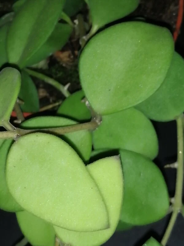 Hoya nummularioides, foto 2
