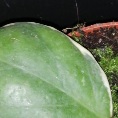 Hoya incrassata Variegata