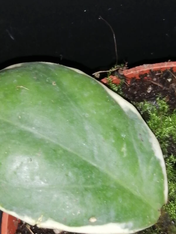 Hoya incrassata Variegata, pianta da interno