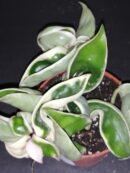 Hoya compacta Variegata