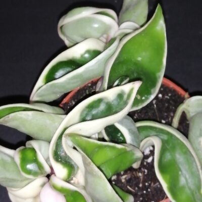 Hoya compacta Variegata