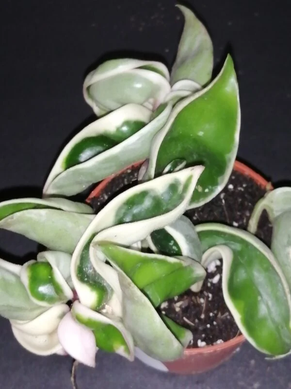 Hoya nummularioides, foto 6