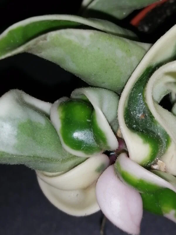 Hoya nummularioides, foto 7