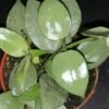 Hoya krohniana Eskimo, pianta da interno