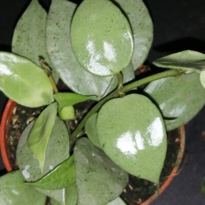 Hoya krohniana Eskimo