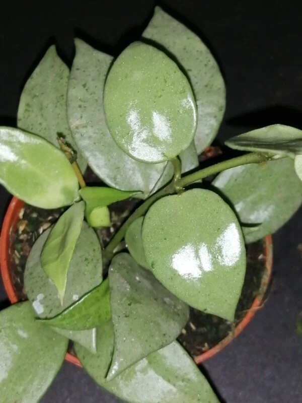 Hoya krohniana Eskimo, pianta da interno