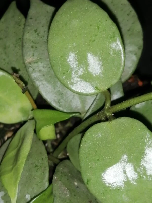 Hoya krohniana Eskimo, foto 2