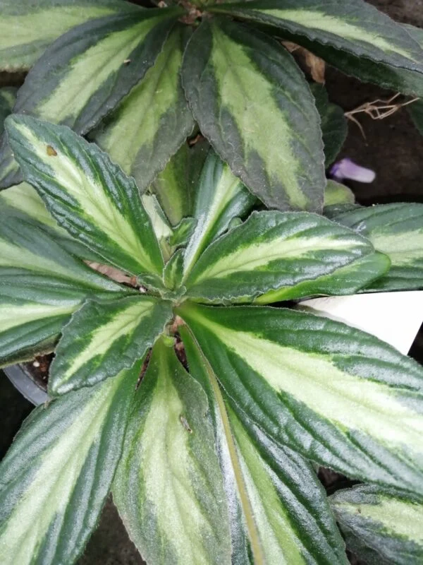 Primulina Rachel, foto 2