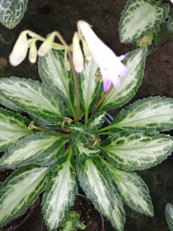 Primulina Destiny, foto 2
