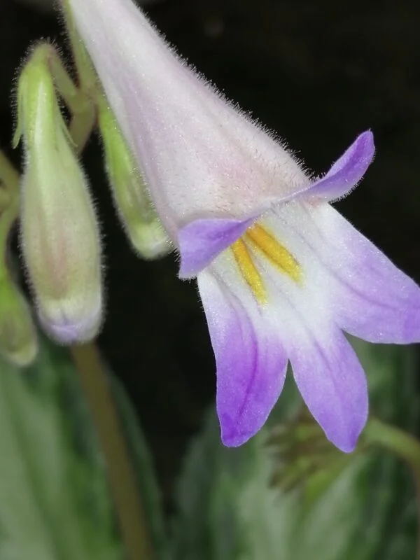 Primulina Destiny, pianta da interno