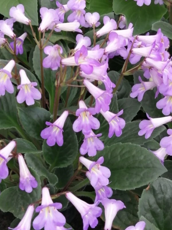 Hoya Mathilde, foto 8