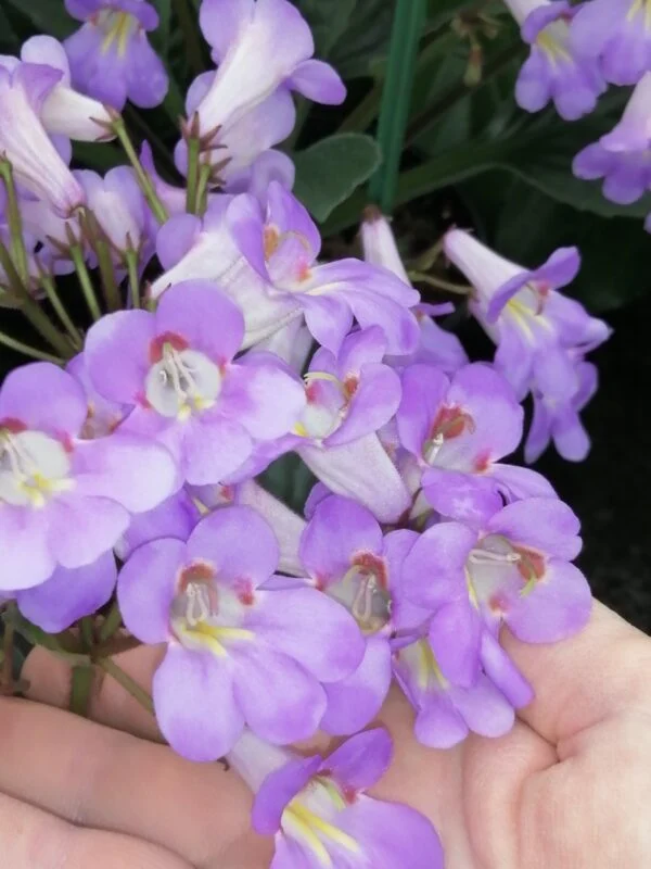 Hoya Mathilde, foto 10