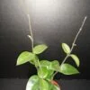 Hoya Mathilde, pianta da interno