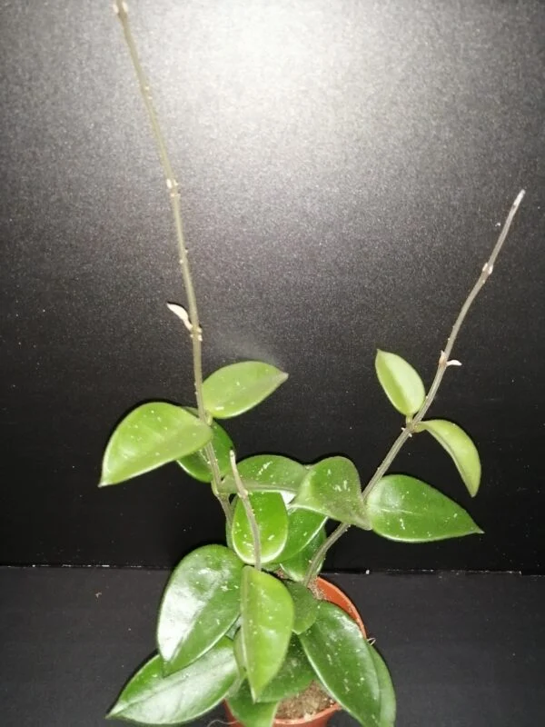 Hoya Mathilde, pianta da interno