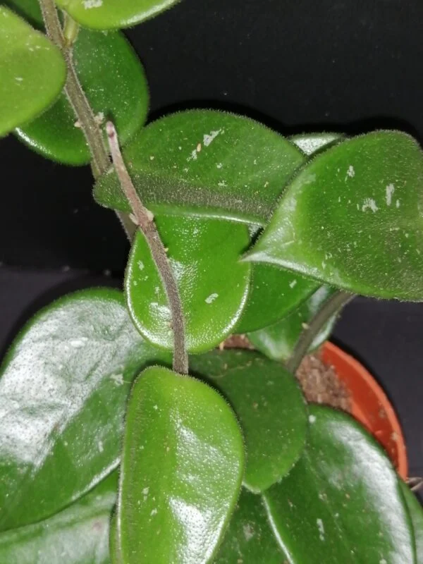 Hoya Mathilde, foto 3