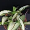 Hoya wayetii tricolor, pianta da interno