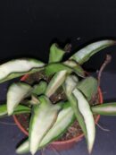 Hoya wayetii tricolor