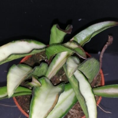 Hoya wayetii tricolor