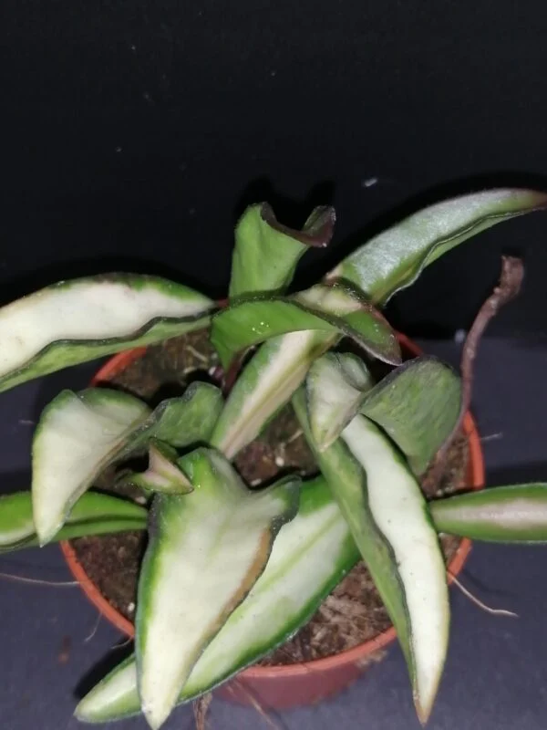 Hoya wayetii tricolor, pianta da interno