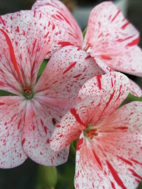 Eomecon chionantha, foto 3