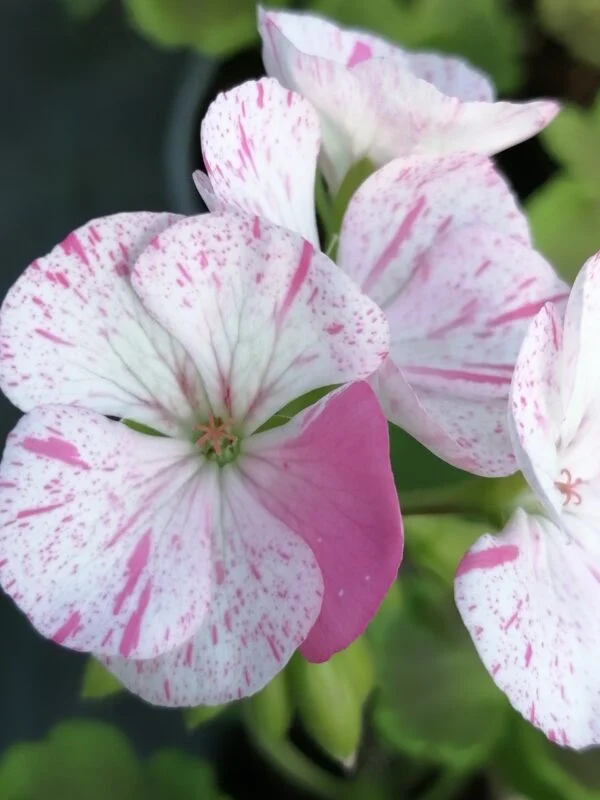 Eomecon chionantha, foto 4